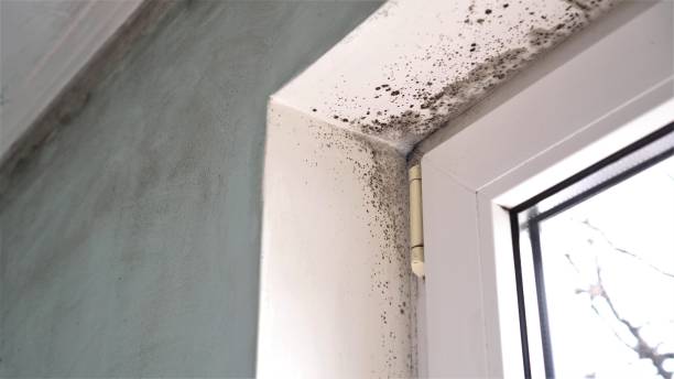 Reliable Heron Bay, GA Mold Remediation Solutions