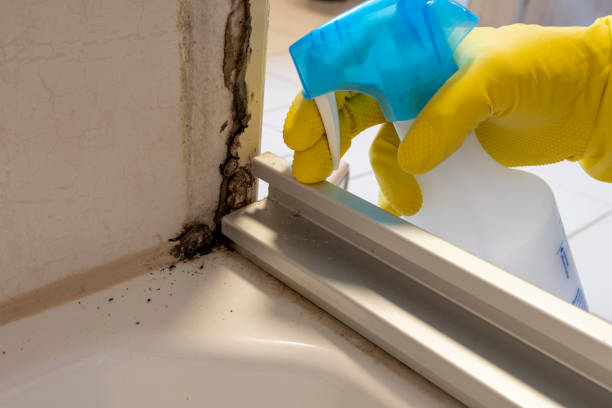 Best Post-Flood Mold Remediation in Heron Bay, GA