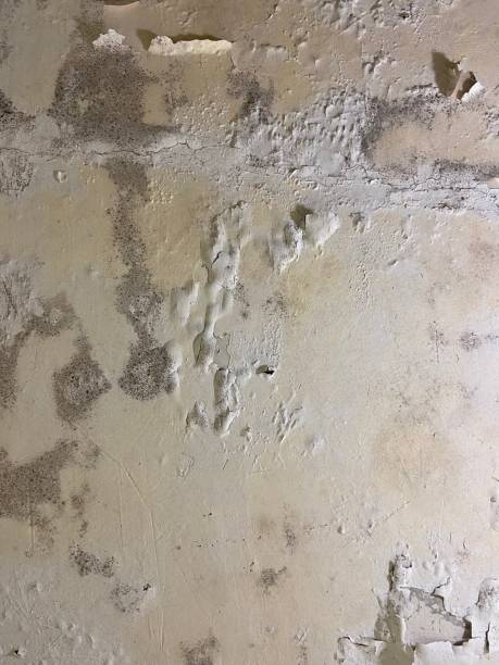 Best Localized Mold Remediation (e.g., coastal areas, humid climates) in Heron Bay, GA