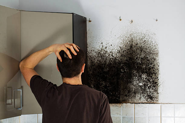 Best Black Mold Remediation in Heron Bay, GA