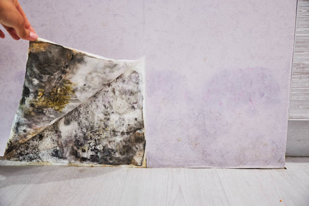 Best Bathroom Mold Remediation in Heron Bay, GA